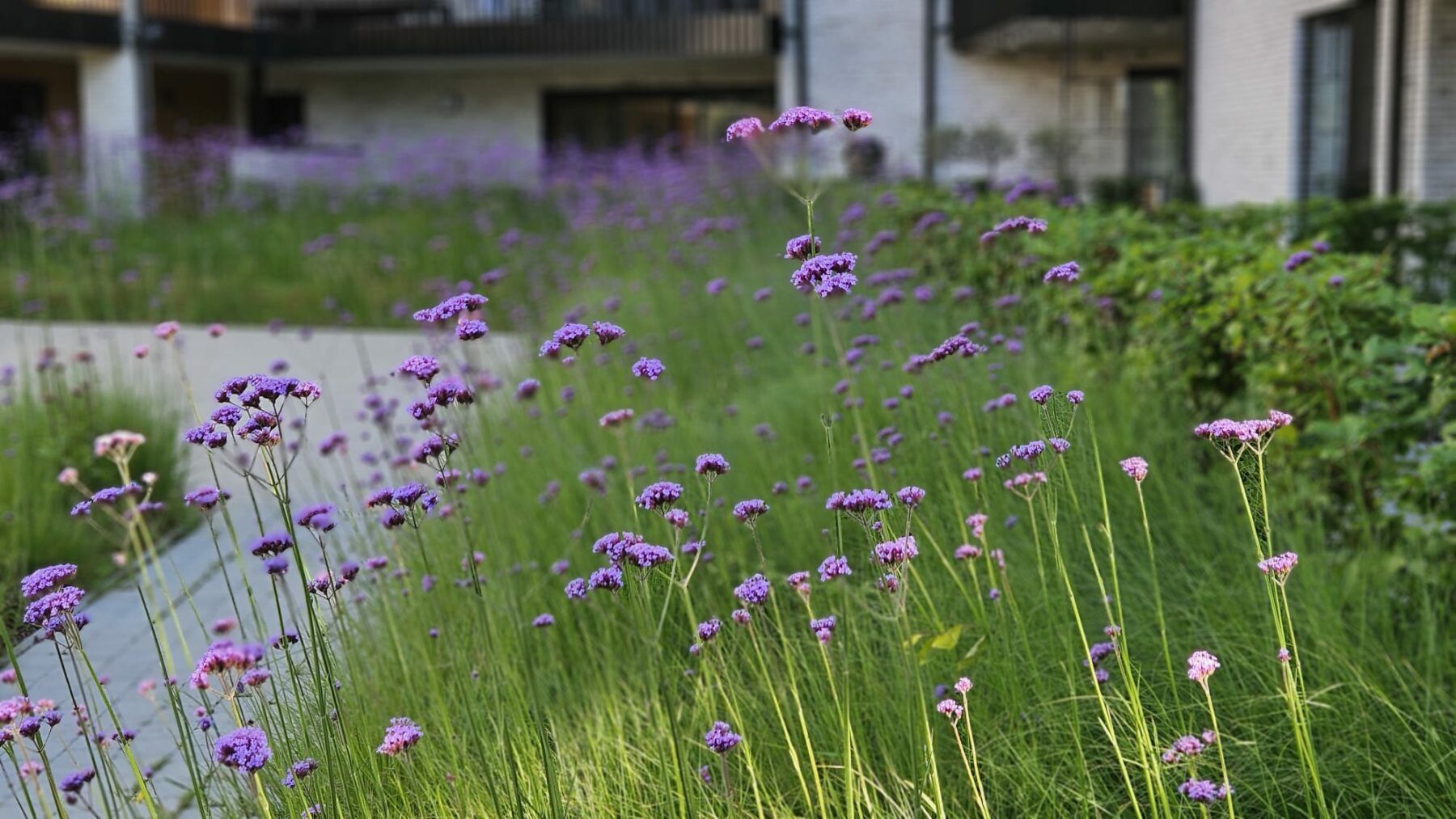 Verbena